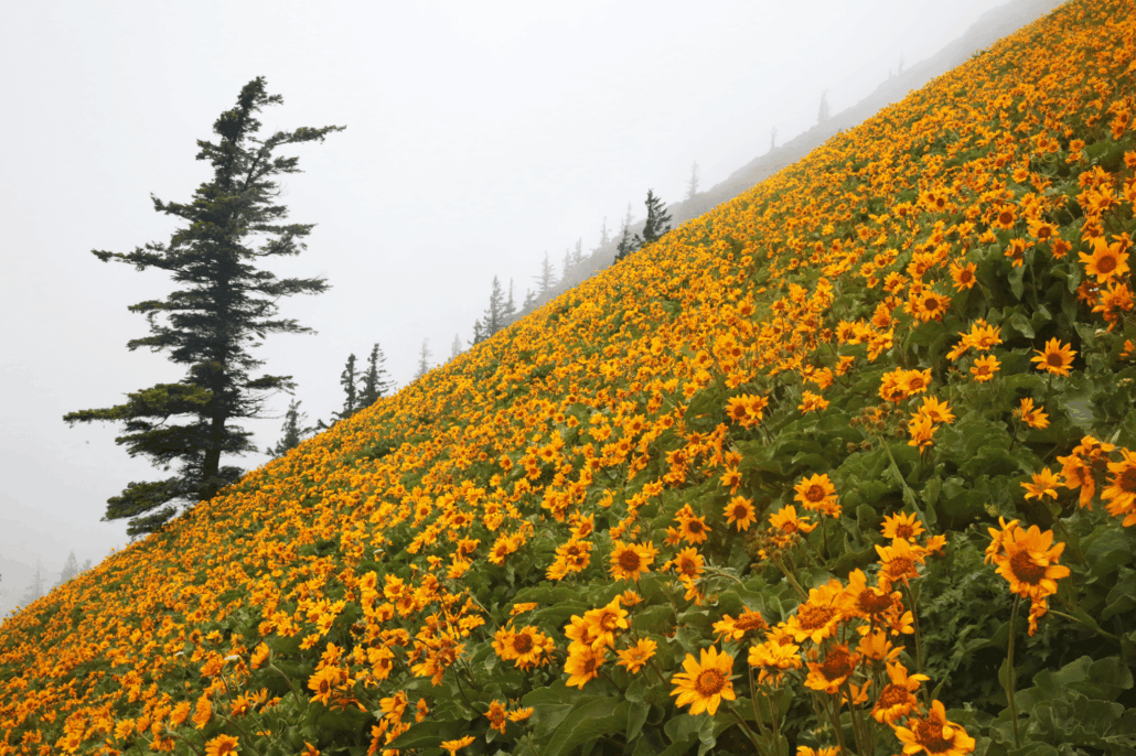 Top Wildflower Hikes Near Portland